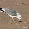 La gaviota cana es **omnívora** (gusanos, moluscos, peces, pequeños mamíferos, desechos).