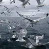 A veces recorre varias decenas de kilómetros para **alimentarse en el mar**. De ahí su nombre en inglés "Herring Gull" que significa "gaviota de los arenques" (alimentación relacionada con el medio marino).