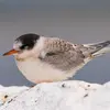 Les **juvéniles** chez la Sterne arctique ont un peu de **jaune brunâtre** dans le plumage et la **calotte noire est incomplète** avec le front blanc.