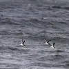 En **plumage internuptial**, les joues sont **blanches,** ce qui pourrait le **confondre avec le Guillemot de Troïl** mais sa queue est plus longue, il n'a pas les flancs striés&nbsp;et la zone axillaire est blanche.