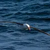 L'Albatros à sourcils noirs est **silencieux en vol**.