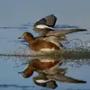 The Eurasian Wigeon **mainly lives** on the **lakes and rivers of the taiga**.