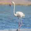 Le Flamant rose est un **grand échassier** qui a des pattes et le cou **extrêmement long**.