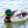 Le Canard colvert est **le plus connu des canards**.
