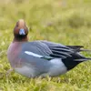 The Eurasian Wigeon is the **size of the Northern Shoveler**. It is a bit **smaller than the Mallard**.