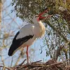 La Cigogne blanche installe son nid sur les **toits, les poteaux électriques et parfois dans les arbres**.