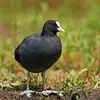 The Common Coot is a bit **larger than the Common Moorhen**.