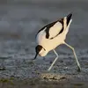 L'Avocette élégante se nourrit d'**invertébrés** (insectes aquatiques, vers et crustacés).