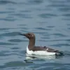 Le Guillemot de Troïl est un **oiseau pélagique** (il vit en pleine mer).