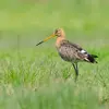 Son nom scientifique est '**Limosa limosa**', de la famille des Scolopacidés (ordre des Charadriiformes)