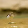Son nom scientifique est '**Actitis hypoleucos**', de la famille des Scolopacidés (ordre des Charadriiformes)