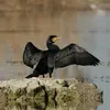 Su nombre científico es '**Phalacrocorax carbo**', de la familia Phalacrocoracidae (orden Suliformes)