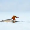Son nom scientifique est '**Mergus merganser**', de la famille des Anatidés (ordre des Ansériformes)