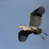 Su nombre científico es '**Ardea cinerea**', de la familia Ardeidae (orden Pelecaniformes)