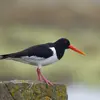 Son nom scientifique est '**Haematopus ostralegus**', de la famille des Haematopodidés (ordre des Charadriiformes)