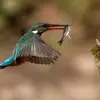 Su nombre científico es '**Alcedo atthis**', de la familia de los Alcedínidos (orden Coraciiformes)