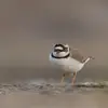 Son nom scientifique est '**Charadrius dubius**', de la famille des Charadriidés (ordre des Charadriiformes)