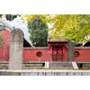 Protégé historiquement par les **prêtres bouddhistes** en Chine, le Ginkgo est souvent associé aux temples et lieux religieux, vénéré pour sa longévité et sa résilience.
