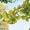 Le **Ginkgo biloba** est un **fossile vivant**, présent depuis **250 millions d'années**, ce qui en fait le plus ancien arbre connu, ayant survécu à de nombreux cataclysmes.