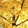 C'est la **seule espèce survivante** de la famille des **Ginkgoaceae** et de l'ordre des **Ginkgoales**, sans parenté proche avec les arbres modernes.