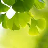 Le nom **"Ginkgo"** vient du japonais "gin kyo", mal transcrit par Engelbert Kaempfer, et "biloba" fait référence à la **forme bilobée** des feuilles.