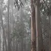 Le **tronc** de l'eucalyptus est **droit**, lui conférant une stature imposante et élancée.