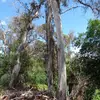 Cet eucalyptus appartient aux arbres de **forêt**, avec un tronc unique et des branches qui se forment en hauteur.