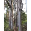 L'**écorce** de **l'Eucalyptus globulus** est **grise et lisse**, ce qui la rend facilement reconnaissable.