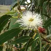 Les **fleurs** de **l'Eucalyptus globulus** sont **blanc crème** et apparaissent à la **base des feuilles**.