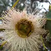 La **floraison** de cet eucalyptus se produit de **février à juillet**, bien qu'en Europe, elle soit souvent observée de **avril à juin**.