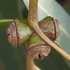 Les fruits produisent de nombreuses petites graines, favorisant la capacité de l'eucalyptus à coloniser de nouveaux terrains.