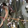 **Eucalyptus globulus** est originaire d'**Océanie du Sud**, principalement en **Australie** et en **Tasmanie**, où il domine la flore locale.