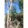 **Eucalyptus globulus** est aussi planté dans certaines régions subtropicales et tempérées pour l'ornement ou la foresterie industrielle.