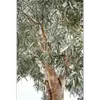 Cet arbre est aussi appelé **gommier bleu** ou **eucalyptus bleu**, en raison de la teinte de son feuillage et de son écorce.