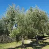 Il peut **atteindre jusqu'à 15 mètres de hauteur**, mais est généralement plus petit lorsqu'il est cultivé pour la récolte des olives.