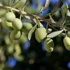 Les **olives**, des drupes (fruit charnu à noyau), passent de **vertes** à **noires** à maturité.