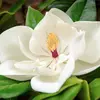 Les **fleurs** du **Magnolia grandiflora** sont **blanches et très grandes**, pouvant atteindre **25 centimètres de diamètre**.