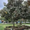 Le **Magnolia grandiflora** est **originaire du sud-est des États-Unis**, couvrant des régions du **Texas à la Virginie**, incluant le **nord et le centre de la Floride**.