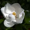 Le **Magnolia grandiflora** est l'un des magnolias les plus connus et appréciés pour ses qualités ornementales et son feuillage persistant.