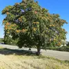 **Ailanthus altissima**, connu sous le nom d’**Ailante glanduleux**, est un arbre à croissance rapide pouvant atteindre **28 mètres** de hauteur.