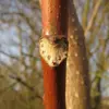 Les jeunes rameaux sont robustes, rougeâtres ou marron, avec des **lenticelles** et des **cicatrices foliaires** en forme de cœur après la chute des feuilles.