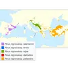 Le **pin noir** est originaire d'**Europe méridionale**, principalement des **Balkans** et de l'**Autriche**, mais son aire de répartition s'étend de l'**Espagne** à la **Crimée** et à travers l'**Asie Mineure**.