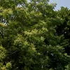 **Ailanthus altissima** est considéré comme l'une des plantes les plus envahissantes du XXIe siècle.