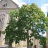 Cet arbre est **extrêmement tolérant à la pollution**, résistant aux gaz toxiques, à la poussière de ciment et à des niveaux élevés de salinité, ce qui en fait une espèce idéale pour les environnements urbains pollués.
