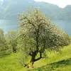 **Malus sylvestris**, ou **pommier sauvage**, est un **petit arbre irrégulier**, souvent à couronne dense et large, pouvant atteindre une hauteur de **5 à 16 mètres** selon les conditions de croissance.