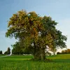 L'arbre a une **croissance lente**, surtout après l'âge de 20 ans, et peut vivre jusqu'à **100 ans**.