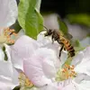 Elles sont rondes, odorantes, et attirent de nombreux insectes pollinisateurs.