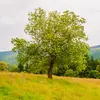 **Malus sylvestris** est spontané dans **toute l'Europe**, présent dans les **bois et forêts jusqu'en moyenne montagne** et parfois jusqu'à **1 500 mètres d'altitude**.