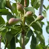Ce poirier porte de **nombreux rameaux courts**, lui donnant une forme dense et compacte, souvent adaptée aux jardins et aux vergers.