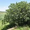 **Ficus carica** est originaire d'une vaste région de climat tempéré chaud, allant du pourtour du **bassin méditerranéen jusqu'à l'Asie centrale** (incluant l’Azerbaïdjan, l’Afghanistan, l’Iran, le Pakistan).